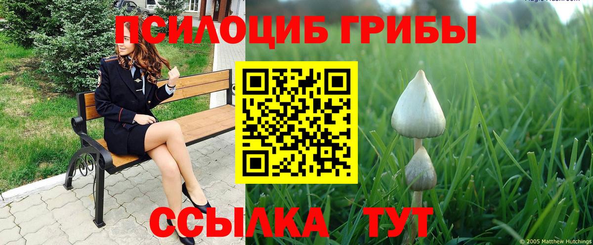 купить   Вход с VPN  Димитровград  Псилоцибиновые грибы Cubensis 